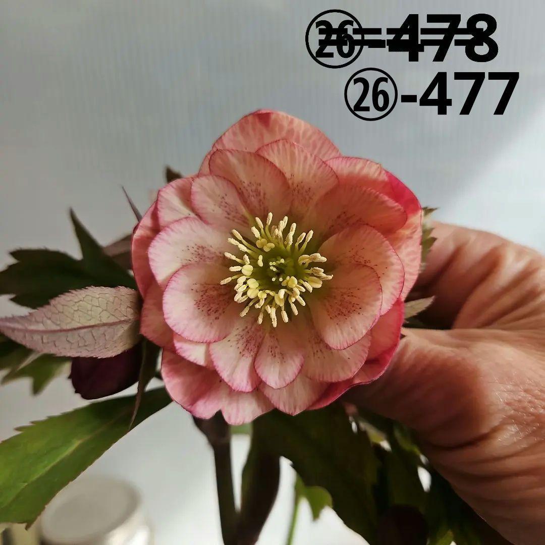 ㉖-477 クリスマスローズ