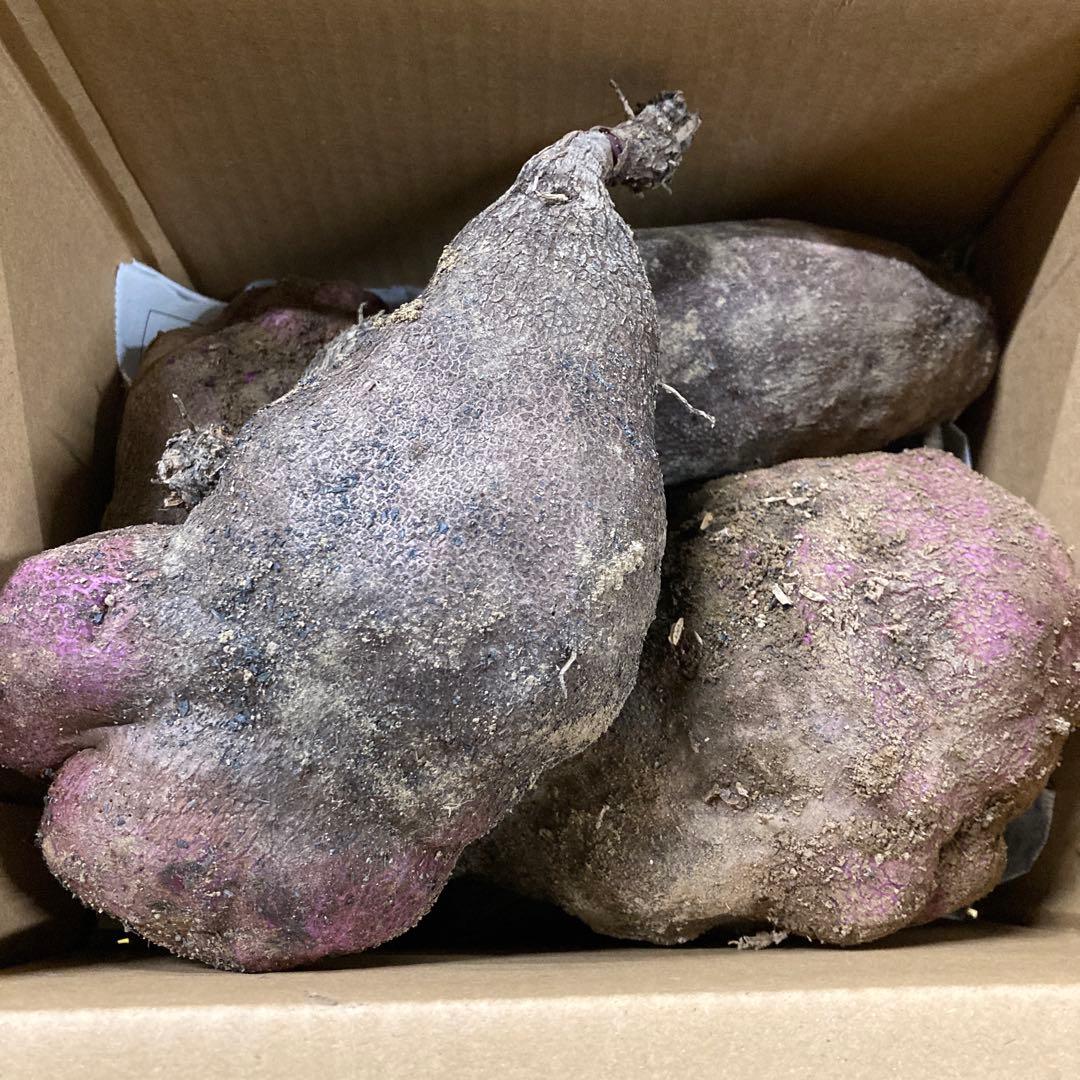 和歌山県産紫つくね芋20kg