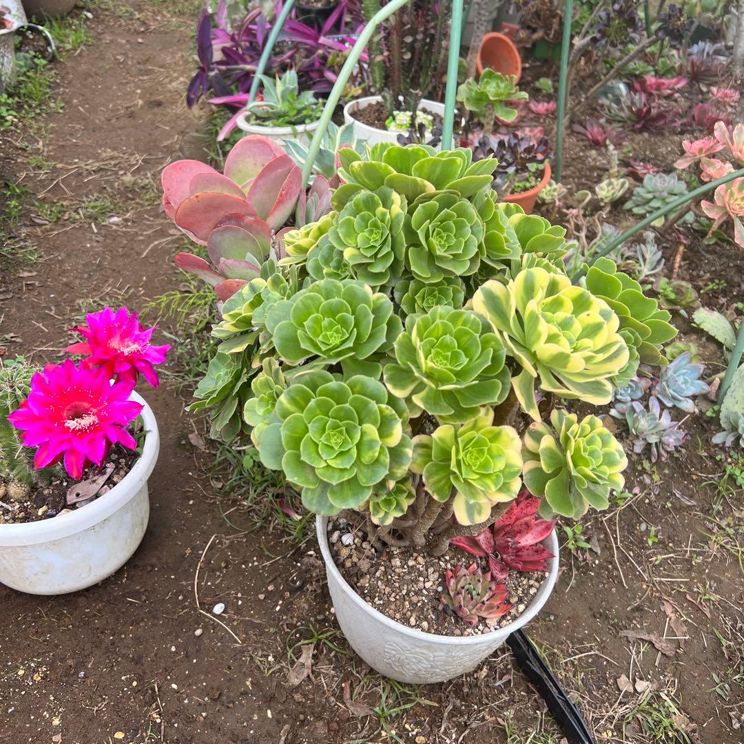 多肉植物。五彩瑠璃法師錦抜き苗