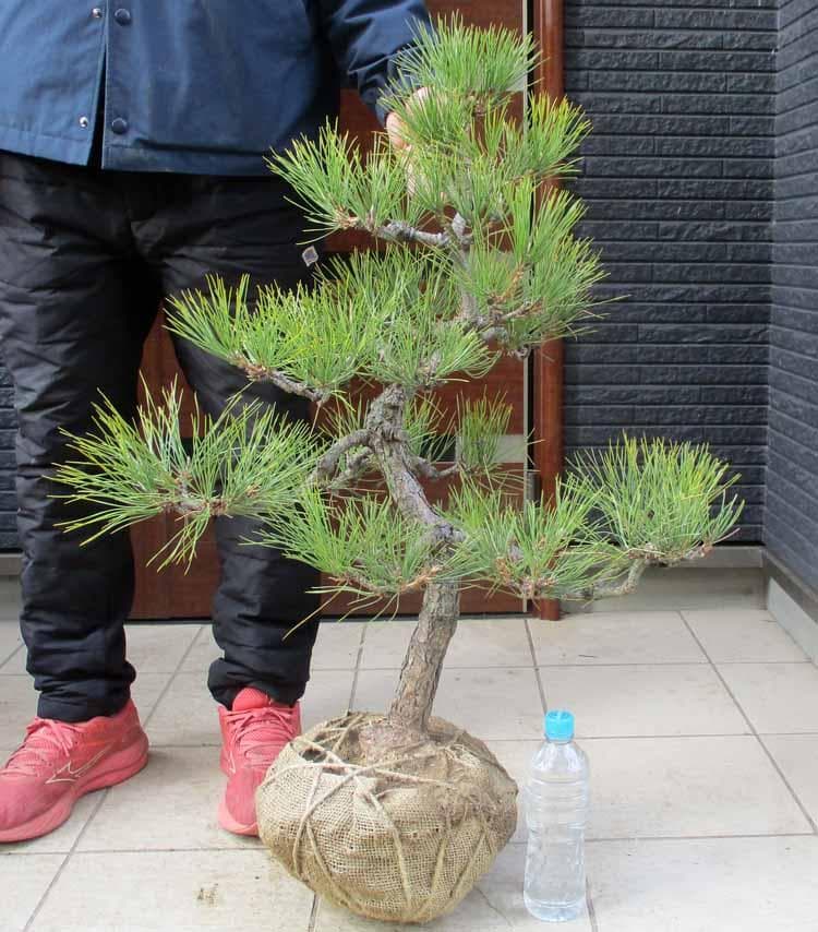 【現品】黒松（くろまつ）（クロマツ）根巻　 ４E番