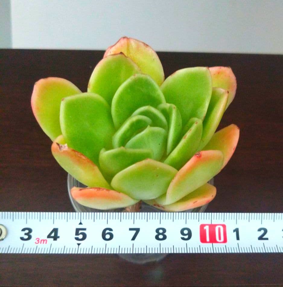 多肉植物【アイスラブリーローズ】微根 エケベリア　アエオニウム