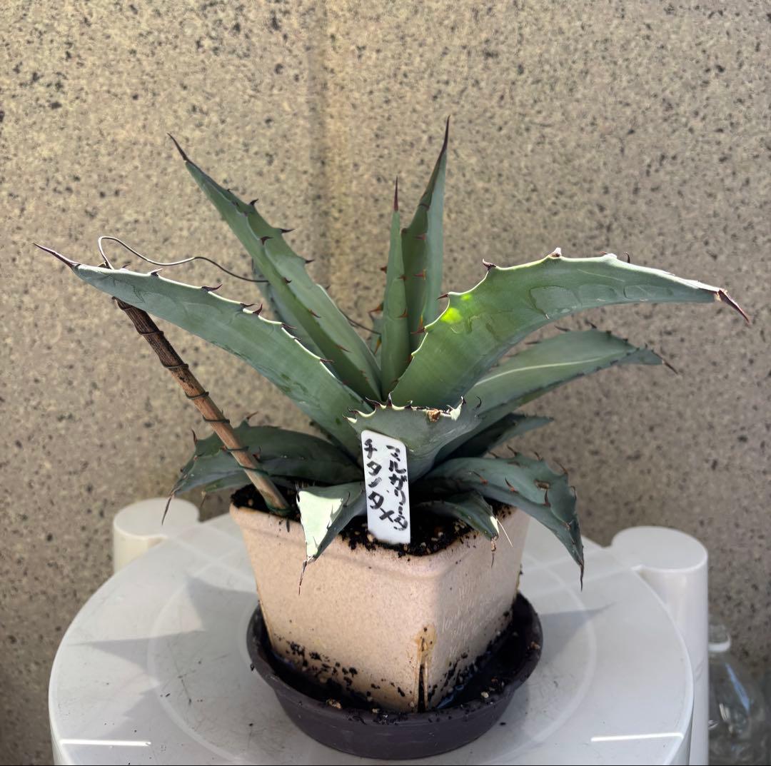 レア‼️ アガベ チタノタ × マルガリータ