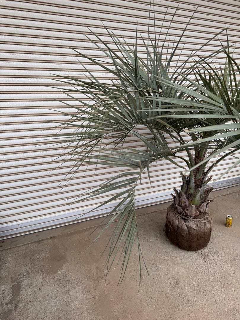 送料込み　ココスヤシ　シルバーリーフ　形状良　幹太　庭木　シンボルツリー