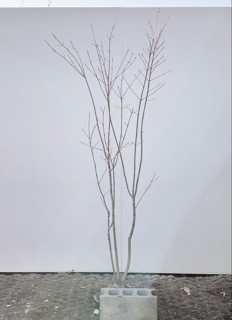 アオダモ　着払い品/ 32