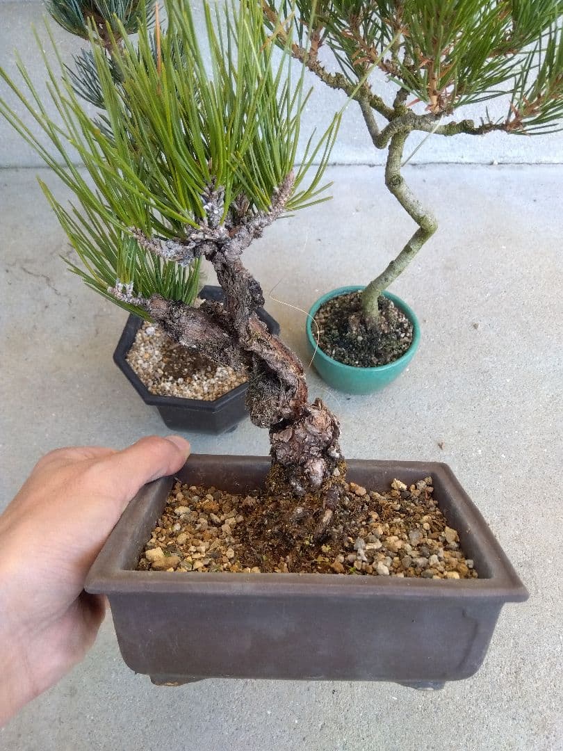 五葉松　錦松　黒松　3点セット❗　う