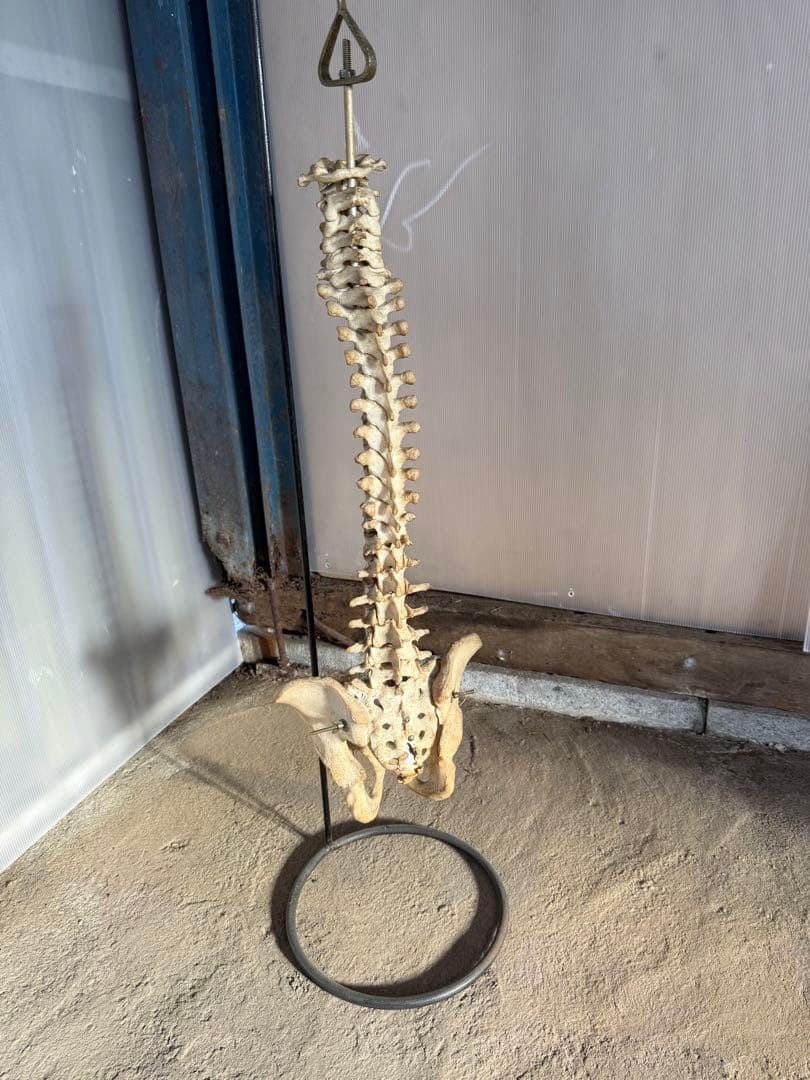 脊椎骨標本 スタンド付き
