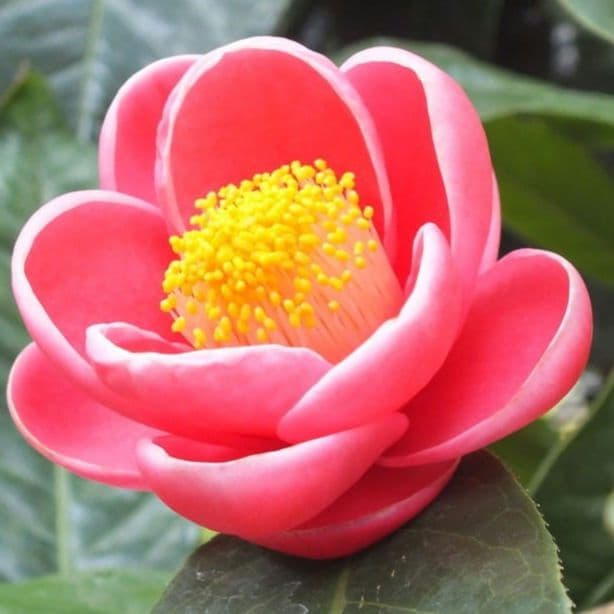 12800⤵️♣❇7～8年物！ベトナム椿・ハイドゥン・2/10現在、蕾17個確認