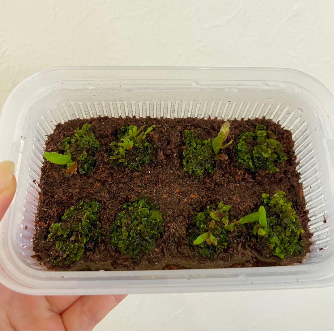 P.willinckii 'OMG' 前葉体・胞子体