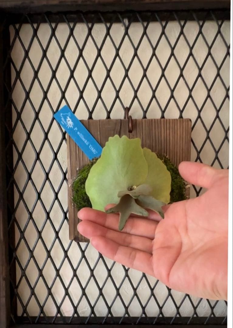 ビカクシダ P.Willinckii 'OMG' oc