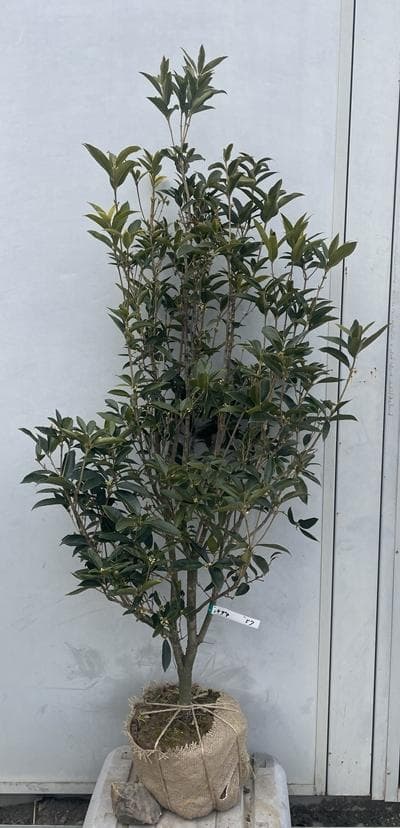 《現品》四季咲きモクセイ　樹高1.4ｍ（根鉢含まず）57【白花/苗木/植木】